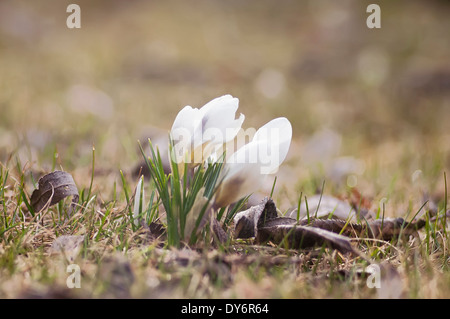 spring flowers daffodils Foto Stock