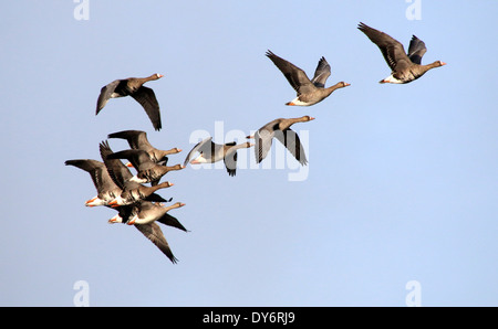 Gregge di maggiore bianco-fronteggiata oche (Anser Albifrons) in volo Foto Stock