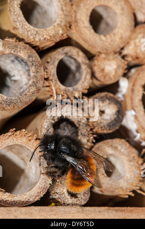 Ape Mason / builder apee / europeo di orchidea Osmia cornuta - carico di polline e nettare - nidificazione in fusto cavo in hotel di insetti per le api solitarie Foto Stock