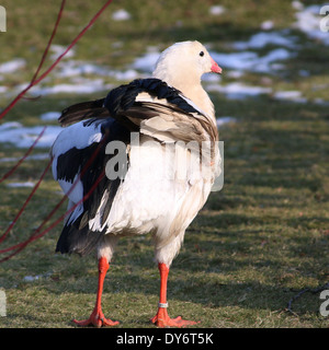 Oca andina (Chloephaga melanoptera) preening e flessione ali (9 immagini in serie) Foto Stock