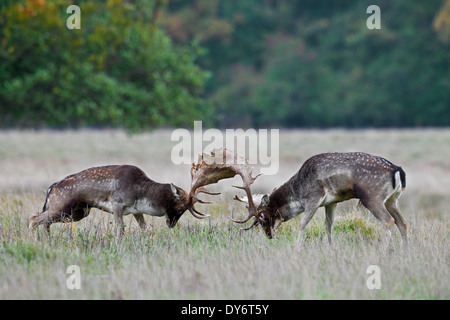 Due daini (Dama Dama) bucks combattimenti in pascoli durante la stagione di solchi in autunno Foto Stock