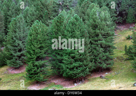 Pini cembri / pino cembro / Arolla pine (Pinus cembra) crescente sul pendio di montagna nelle Alpi svizzere, Svizzera Foto Stock