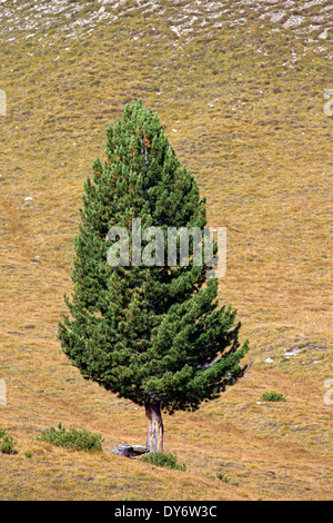 Solitario Svizzero / pino cembro / Arolla pine (Pinus cembra) crescente sul pendio di montagna nelle Alpi svizzere, Svizzera Foto Stock