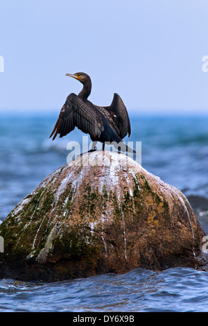 Cormorano (Phalacrocorax carbo) su roccia asciugando le sue ali spiegate nel vento in mare Foto Stock