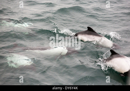 Commerson's delfini intorno a una barca off Isole Falkland. Foto Stock