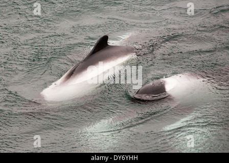 Commerson's delfini intorno a una barca off Isole Falkland. Foto Stock