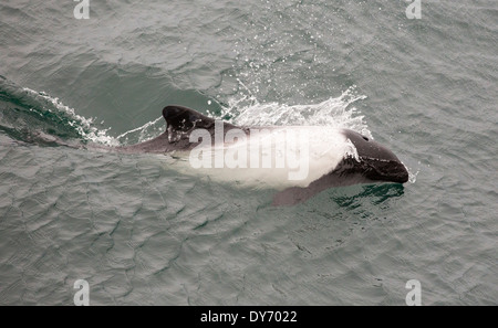 Commerson's delfini intorno a una barca off Isole Falkland. Foto Stock