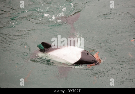 Commerson's delfini intorno a una barca off Isole Falkland. Foto Stock