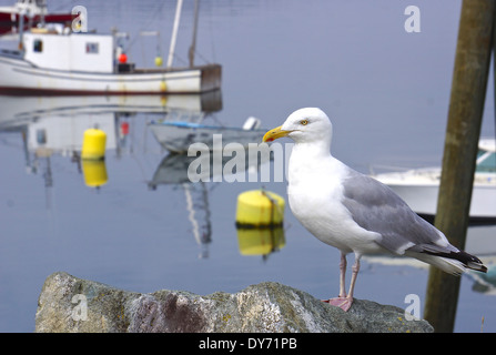 Seagull nel Maine Harbour con aragosta barche e boe Foto Stock