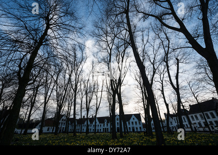 BRUGES, Belgio - i narcisi primaverili fioriscono nel tranquillo giardino del Beguinage (Begijnhof), una storica comunità religiosa per le donne laiche. Il complesso medievale, circondato da tradizionali case dipinte di bianco, continua la sua tradizione secolare come luogo di riflessione spirituale. Questo sito religioso conservato dimostra il ruolo unico dei beghinaggi nel fornire comunità religiose indipendenti per le donne. Foto Stock