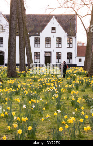 BRUGES, Belgio - i narcisi primaverili fioriscono nel tranquillo giardino del Beguinage (Begijnhof), una storica comunità religiosa per le donne laiche. Il complesso medievale, circondato da tradizionali case dipinte di bianco, continua la sua tradizione secolare come luogo di riflessione spirituale. Questo sito religioso conservato dimostra il ruolo unico dei beghinaggi nel fornire comunità religiose indipendenti per le donne. Foto Stock