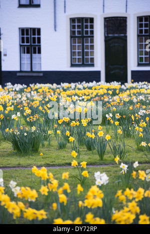 BRUGES, Belgio - i narcisi primaverili fioriscono nel tranquillo giardino del Beguinage (Begijnhof), una storica comunità religiosa per le donne laiche. Il complesso medievale, circondato da tradizionali case dipinte di bianco, continua la sua tradizione secolare come luogo di riflessione spirituale. Questo sito religioso conservato dimostra il ruolo unico dei beghinaggi nel fornire comunità religiose indipendenti per le donne. Foto Stock