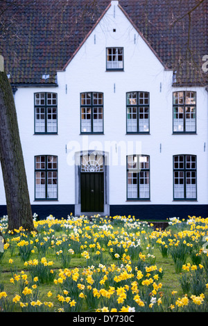 BRUGES, Belgio - i narcisi primaverili fioriscono nel tranquillo giardino del Beguinage (Begijnhof), una storica comunità religiosa per le donne laiche. Il complesso medievale, circondato da tradizionali case dipinte di bianco, continua la sua tradizione secolare come luogo di riflessione spirituale. Questo sito religioso conservato dimostra il ruolo unico dei beghinaggi nel fornire comunità religiose indipendenti per le donne. Foto Stock