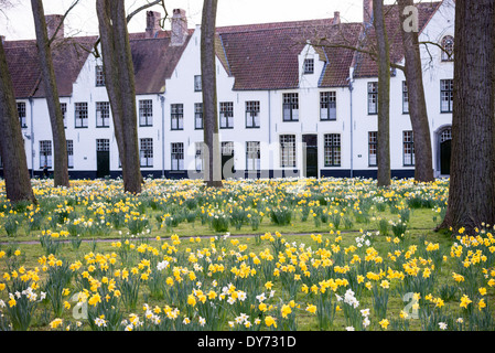 BRUGES, Belgio - i narcisi primaverili fioriscono nel tranquillo giardino del Beguinage (Begijnhof), una storica comunità religiosa per le donne laiche. Il complesso medievale, circondato da tradizionali case dipinte di bianco, continua la sua tradizione secolare come luogo di riflessione spirituale. Questo sito religioso conservato dimostra il ruolo unico dei beghinaggi nel fornire comunità religiose indipendenti per le donne. Foto Stock