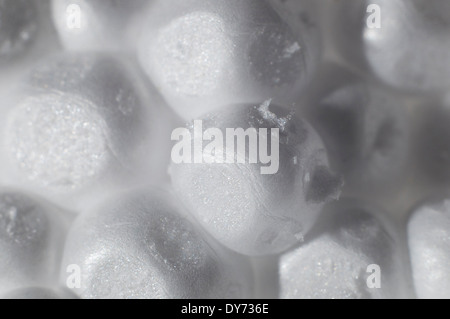 Abstract la schiuma di polistirene texture pattern di sfondo Foto Stock