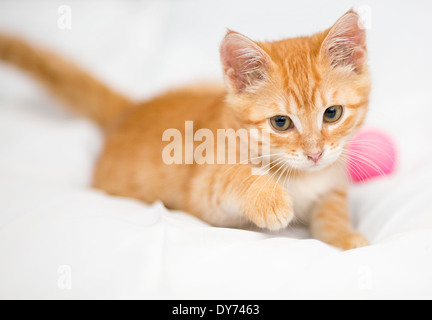 Gattino arancione con una sfera su sfondo bianco Foto Stock