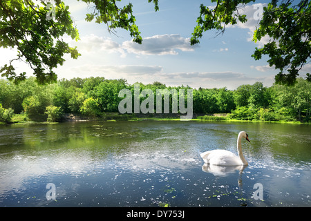 Cigno sul fiume nel giorno di estate Foto Stock