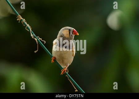 Un maschio di Zebra Finch (Taeniopygia guttata precedentemente Poephila guttata) arroccato su un filo, la scansione dei suoi dintorni. Foto Stock