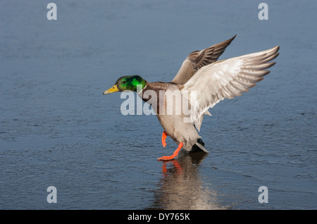 Mallard duck drake toccando sulla laguna gelata-Victoria, British Columbia, Canada. Foto Stock