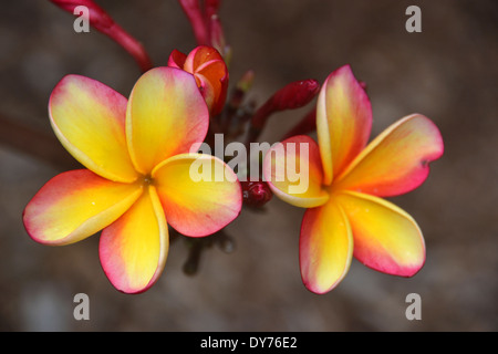 Giallo, plumeria Plumeria sp., Plumeria grove al Cratere Koko giardino botanico, Oahu, Hawaii, STATI UNITI D'AMERICA Foto Stock