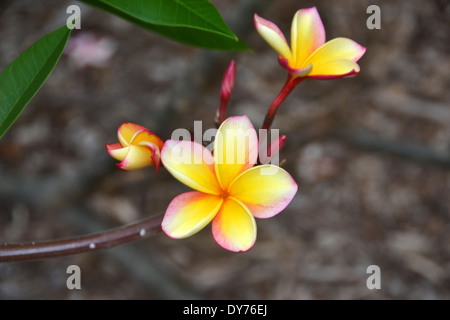 Giallo, plumeria Plumeria sp., Plumeria grove al Cratere Koko giardino botanico, Oahu, Hawaii, STATI UNITI D'AMERICA Foto Stock