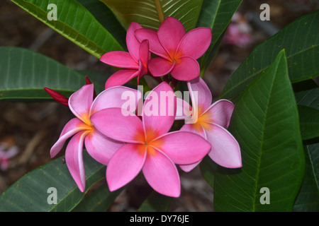 Rosa plumeria fiore, Plumeria sp., Plumeria grove al Cratere Koko giardino botanico, Oahu, Hawaii, STATI UNITI D'AMERICA Foto Stock