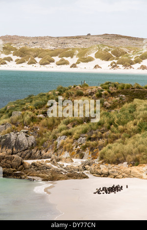 I pinguini di Magellano, Spheniscus magellanicus, a Gypsy cove vicino a Port Stanley nelle Falkland, Largo Argentina, Sud America. Foto Stock