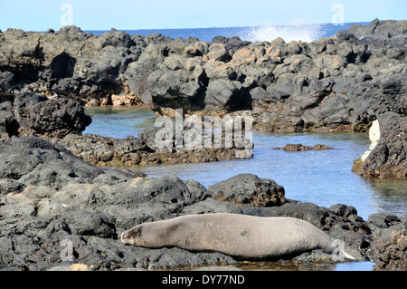 In via di estinzione Hawaiian foca monaca, Neomonachus schauinslandi, dorme in rocce al punto Kaena, Oahu, Hawaii, STATI UNITI D'AMERICA Foto Stock