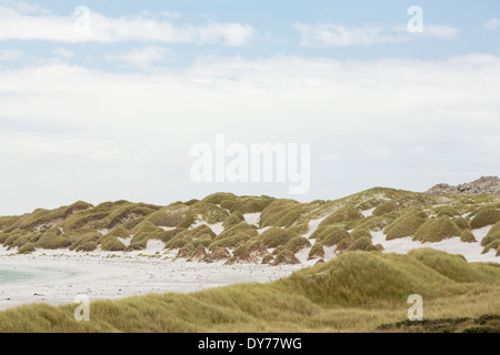 Gypsy Cove vicino a Port Stanley nelle isole Falkland. Foto Stock