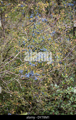 Prugnolo albero nella frutta vicino Latchmore Brook Latchmore Frogham inferiore vicino a Fordingbridge New Forest Hampshire Inghilterra Foto Stock