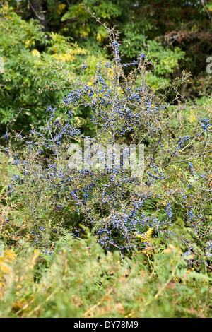 Prugnolo albero nella frutta vicino Latchmore Brook Latchmore Frogham inferiore vicino a Fordingbridge New Forest Hampshire Inghilterra Foto Stock