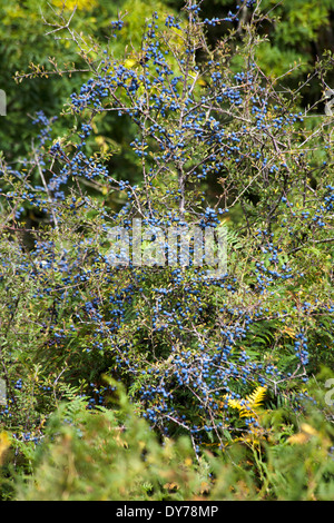 Prugnolo albero nella frutta vicino Latchmore Brook Latchmore Frogham inferiore vicino a Fordingbridge New Forest Hampshire Inghilterra Foto Stock