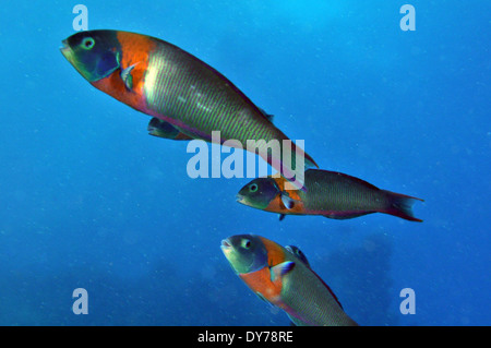 Tre sella tordi, Thalassoma duperrey, specie endemiche delle Hawaii, Kahe punto, Oahu, Hawaii, STATI UNITI D'AMERICA Foto Stock