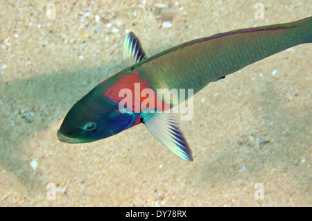 Sella, wrasse Thalassoma duperrey, specie endemiche delle Hawaii, Kahe punto, Oahu, Hawaii, Stati Uniti d'America nome Hawaiiano: hinalea lau-wili Foto Stock