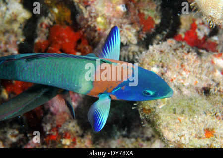 Sella, wrasse Thalassoma duperrey, specie endemiche delle Hawaii, Kahe punto, Oahu, Hawaii, Stati Uniti d'America nome Hawaiiano: hinalea lauwili Foto Stock