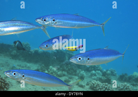 Gruppo di sgombro scad, Decapterus macarellus, ed endemiche Hawaiian wrasse, Labroides phthirophagus, Oahu, Hawaii, STATI UNITI D'AMERICA Foto Stock