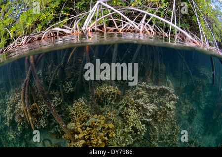 Coral reef che crescono sulle radici di alberi di mangrovia, Coconut Island, Kaneohe Bay, Oahu, Hawaii, STATI UNITI D'AMERICA Foto Stock