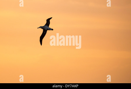 Un vagare Albatross, l'Uccello con la più lunga apertura alare nel mondo al tramonto nel passaggio di Drake, Antartide. Foto Stock
