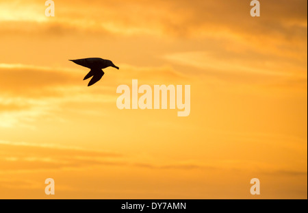 Un vagare Albatross, l'Uccello con la più lunga apertura alare nel mondo al tramonto nel passaggio di Drake, Antartide. Foto Stock