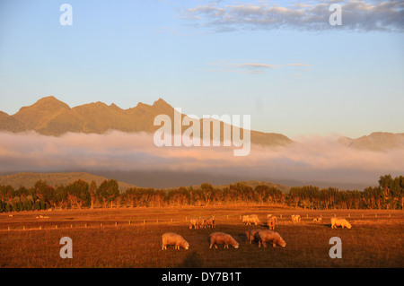 Basse nubi copre montagne cattedrale vicino a un allevamento di pecore da Highway 95, da Te Anau a Manapouri, durante il Sunrise, Nuova Zelanda Foto Stock