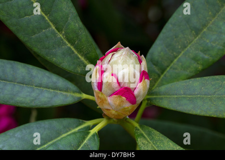 Rhododendron Bud Foto Stock