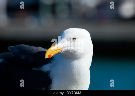 Mare mew al mare Foto Stock