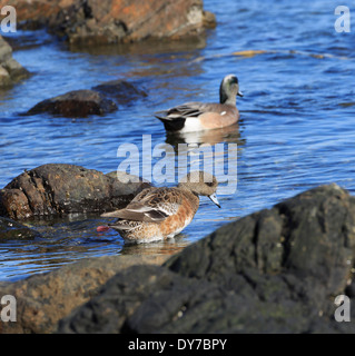 American Wigeon, Anas americana Foto Stock