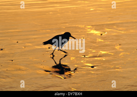 Ostercatcher variabile, Haematopus unicolor, uccello endemico, passeggiate a Curio Bay spiaggia all'alba, Catlins Coast, South Island, Nuova Zelanda Foto Stock