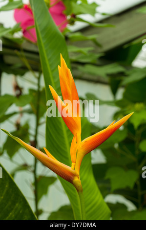 Strelitzia reginae, Arancione uccello del paradiso Foto Stock