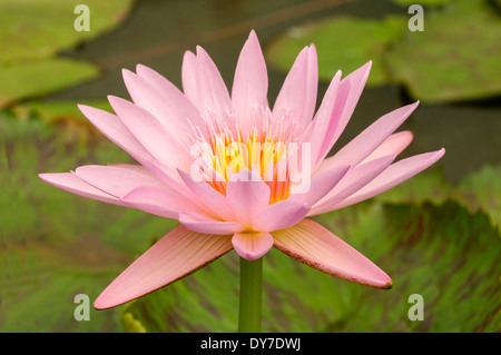 Nymphaea Noelene, Rosa Tropical giglio di acqua Foto Stock
