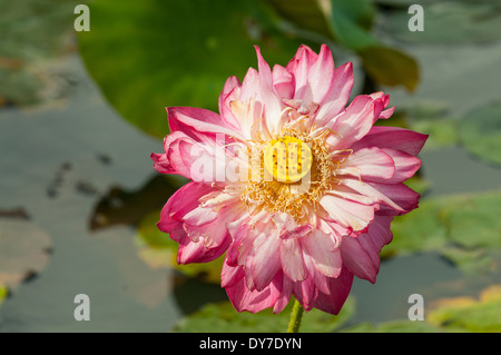 Nelumbo Cochrane Rosso di Lite Lotus Foto Stock