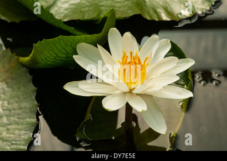 Nymphaea alba, Bianco Tropical giglio di acqua Foto Stock