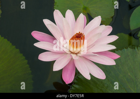 Nymphaea Sioux, rosa pallido giglio di acqua Foto Stock