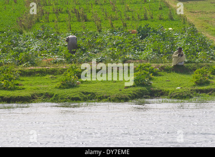 Due uomini farming sul fiume Nilo in Egitto come si vede al di fuori della nave da crociera. Foto Stock